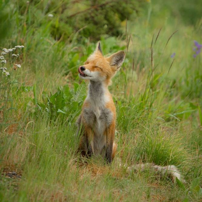 fox nicole